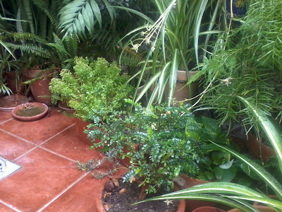 plantas