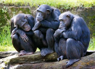 Chimpanzees in the wild reduced to 'forest ghettos'