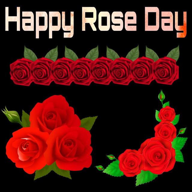 Happy Rose Day Images For Whatsapp