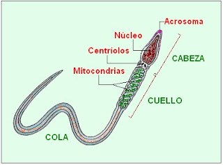 partes del espermatozoide