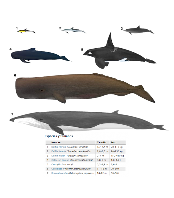 http://www.firmm.org/es/delfines-ballenas