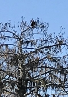 Yep, pretty sure it's an Eagle