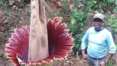 Amorphophallus Mekar Sempurna Di Palupuah-Agam