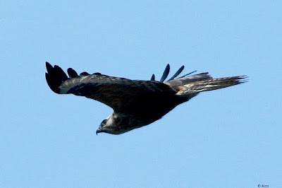 "Long-legged Buzzard - Buteo rufinus, soaring above scanning for prey."