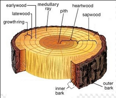 Basic Technology, JS 1, Lesson Plan, Secondary School, Wood Preservative, Moisture Content of wood, wood seasoning, Wood Conversion, Structure of Wood, hardwood, soft wood