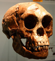 Hobbit (Homo floresiensis)