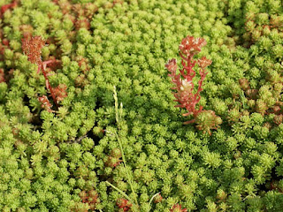 Orpin d'Angleterre - Sedum anglicum - Orpin anglais