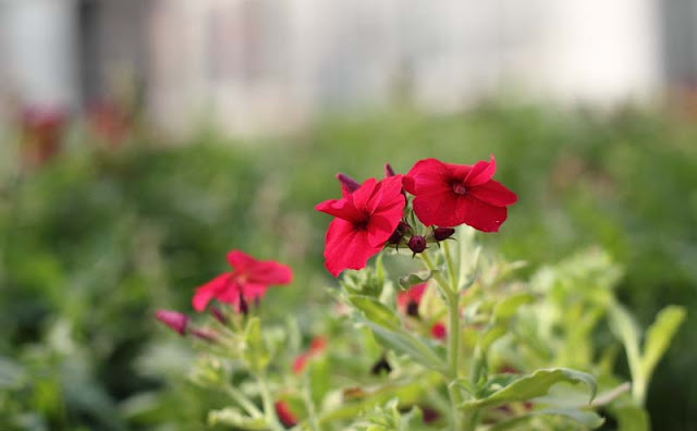 Phlox Flowers Pictures