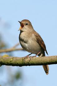 Nightingale Burung Bulbul  Legenda Dunia Burung  Dan Hewan