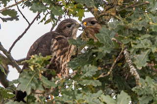 Buzzard DFBridgeman