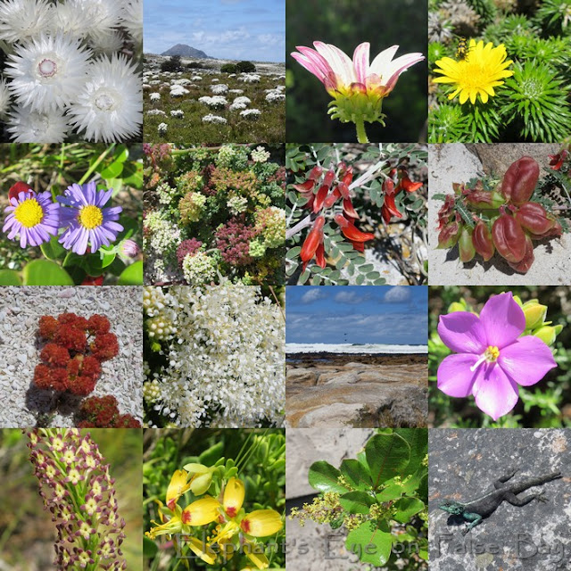 October flowers at Gifkommetjie