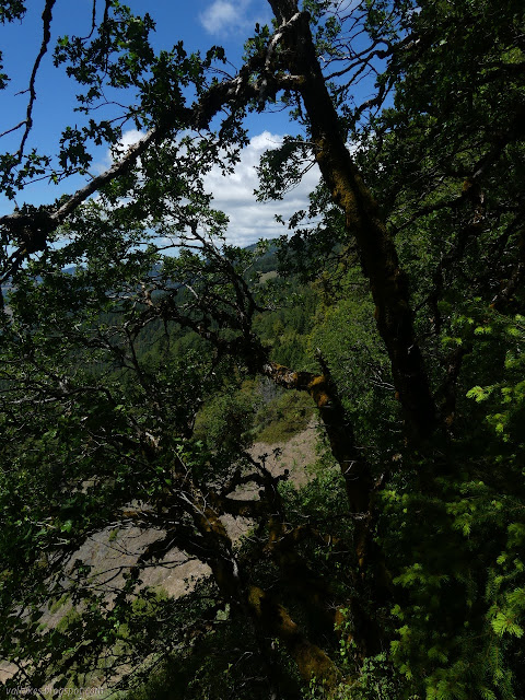 steep, dry prairie through tree branches