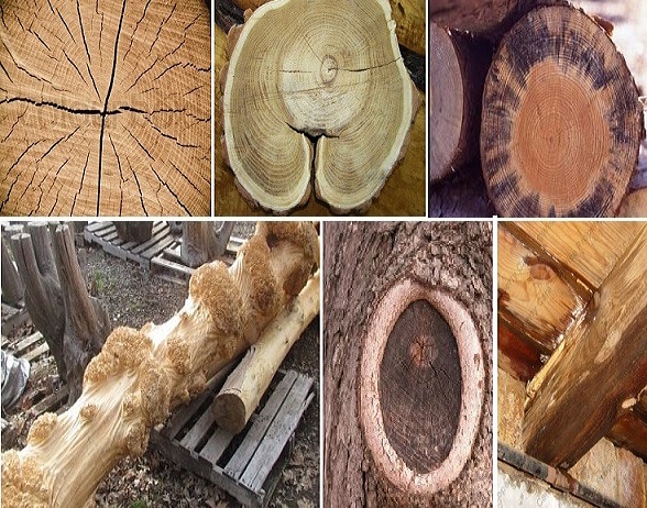  Defects in Wood | Wood Defects