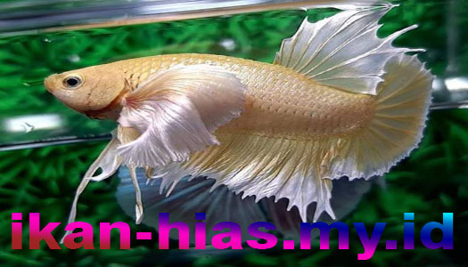 Ikan Laga / Petarung / Cupang Albino