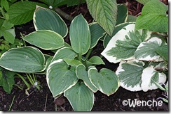 Fringed-Benefit-(2)