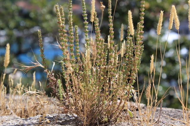 Micromeria juliana