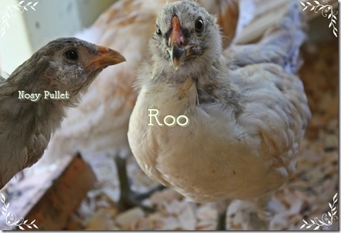 roo1