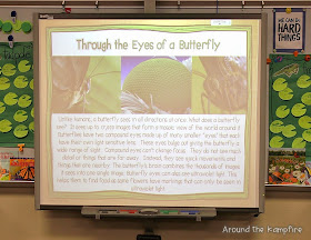 Butterfly life cycle / compound eye lesson