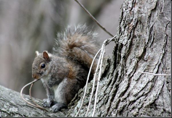 Squirrel_March25