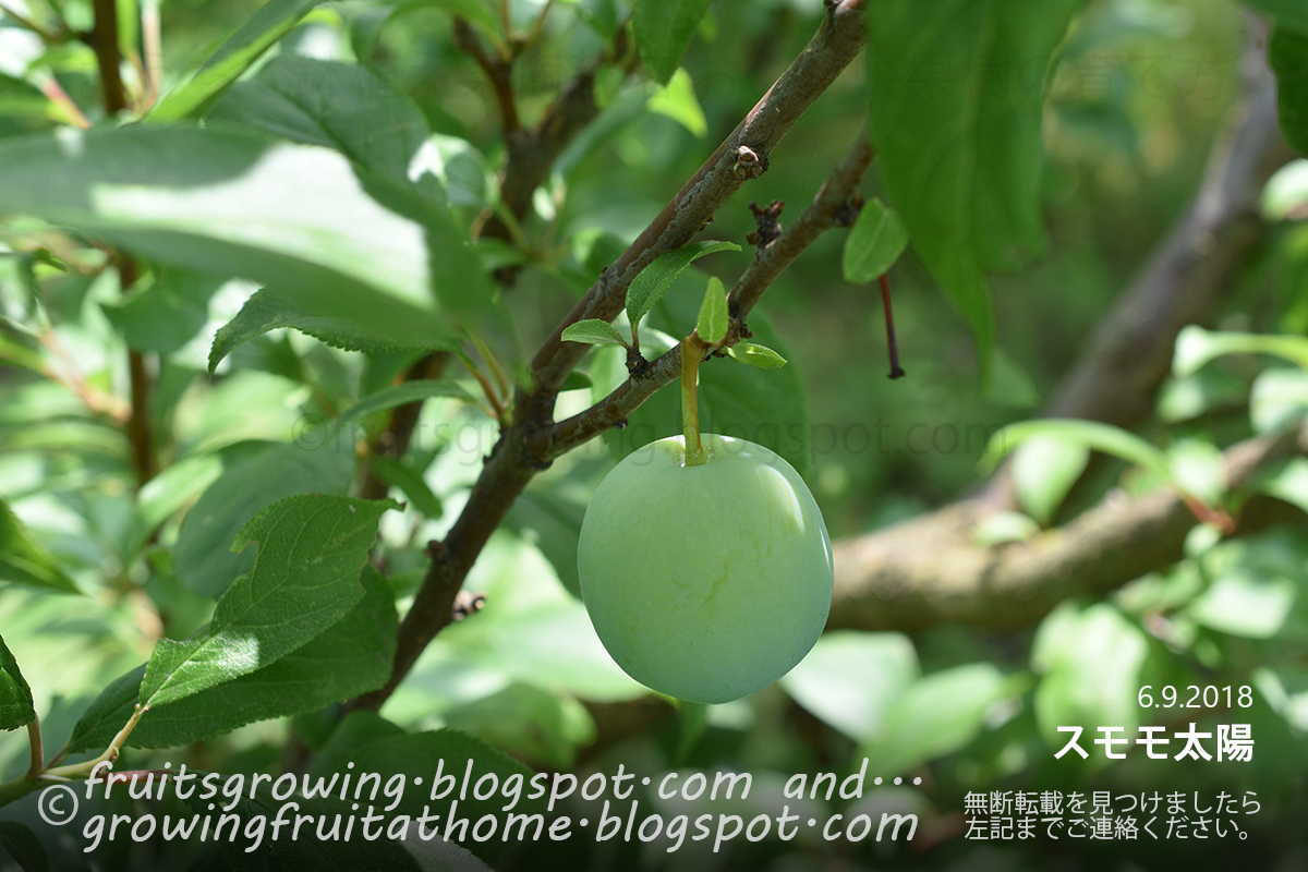 スモモ プラムの育て方 受粉相性を詳しく予測 おいしい鉢植え果樹の栽培育て方 自宅を果樹園に