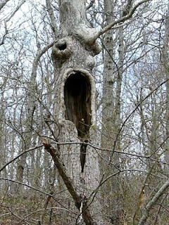 Trees Look Like Monster 