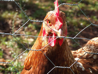 chook / hen behind chicken wire fence - a chook behind bars