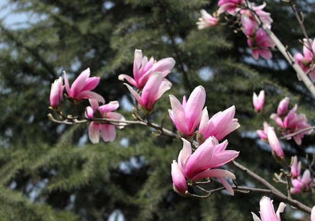 Magnolia Flower Pictures