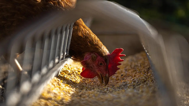 Cara Memberi Makan Ayam untuk Hasil Terbaik