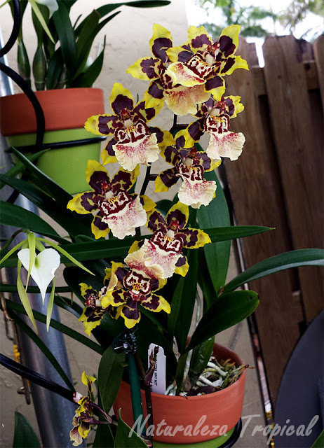 Orquídea florecida creciendo en maceta