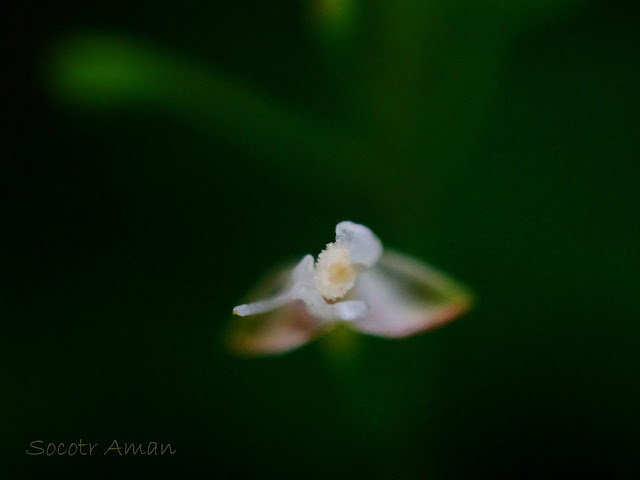 Circaea alpina