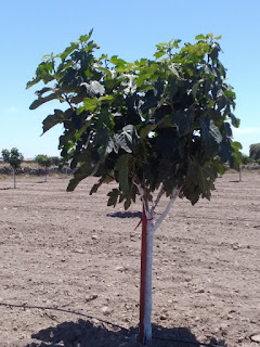 Tutores sintéticos reutilizados en plantación de higueras