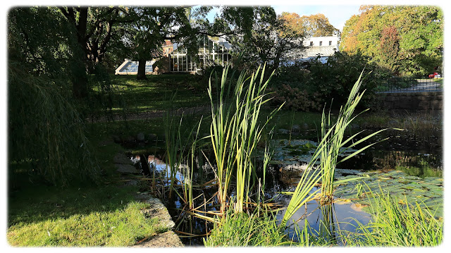 Ved dammen nedenfor Victoriahuset i Botanisk hage.