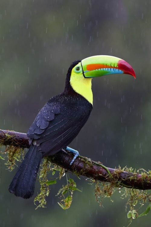 Keel-billed Toucan (Ramphastos sulfuratus) | Our World’s 10 Beautiful and Colorful Birds