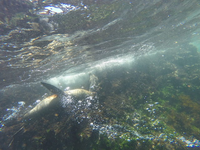 Snorkel en Punta Espinosa, Isla Fernandina, Islas Galápgos