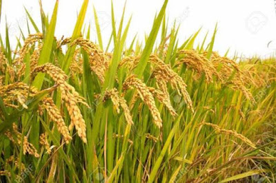 6 Tahap Budidaya Padi Sawah Mulai Pemilihan Benih Hingga Panen