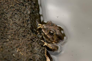 Image of a Cambodian frog cowering in a water tank