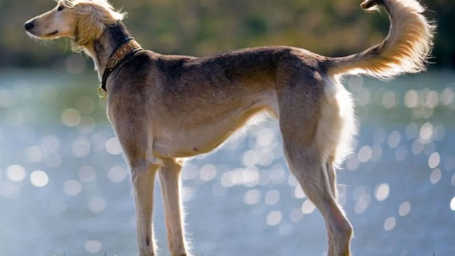 Mahratta Greyhound