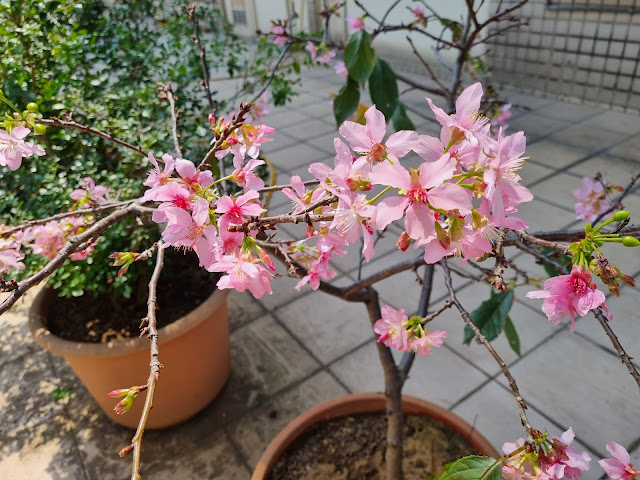 Les fleurs de cerisier à ma terrasse