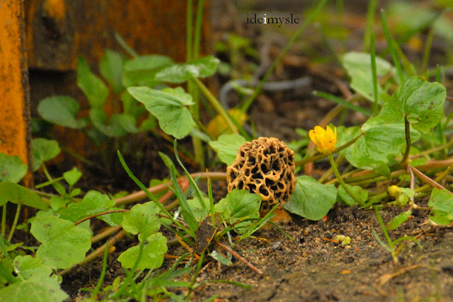 smardz, wiosenne grzyby, morel mushroom, morchella, kwiecień, kwietniowe grzybobranie