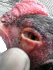 cara mengobati penyakit pada mata ayam