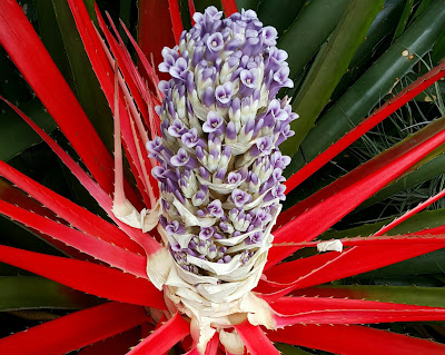 Família: Bromeliaceae Nome científico: Bromelia antiacantha Bertol. Nome popular: gravatá, caraguatá, bananinha-do-mato.