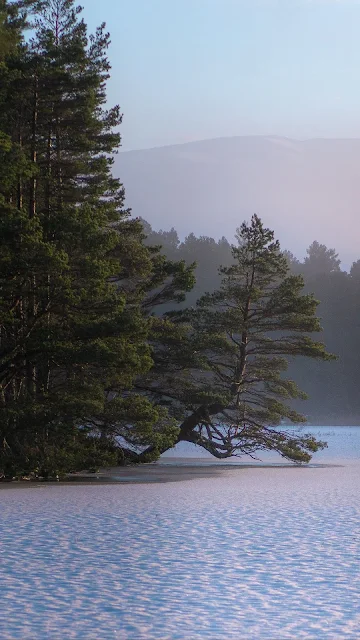 HD Wallpaper Lake, Trees, Snow, Fog