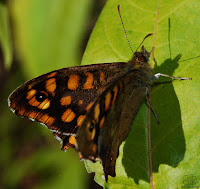 La maculada o mariposa de los muros (Pararge aegeria)