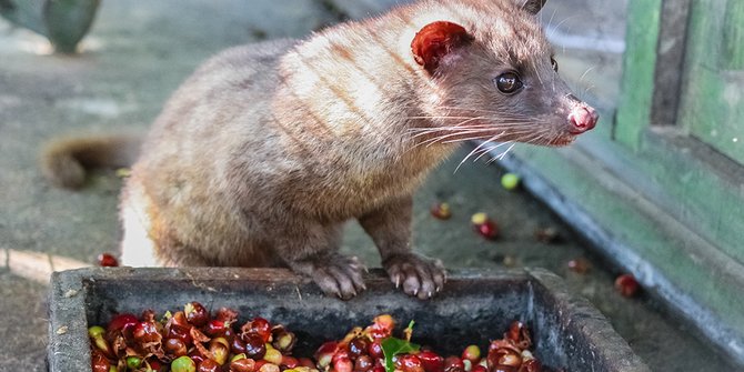 luwak-sedang-memakan-buah-kopi