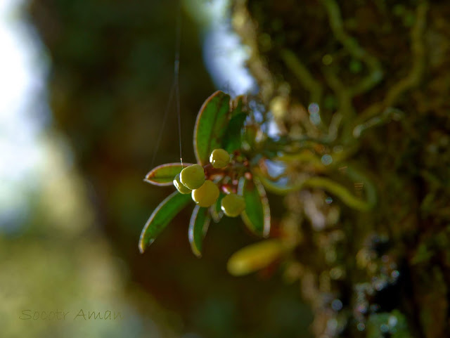 Thrixspermum japonicum