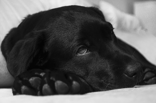 ¿Cómo bajarle la fiebre a un perro con remedios caseros?