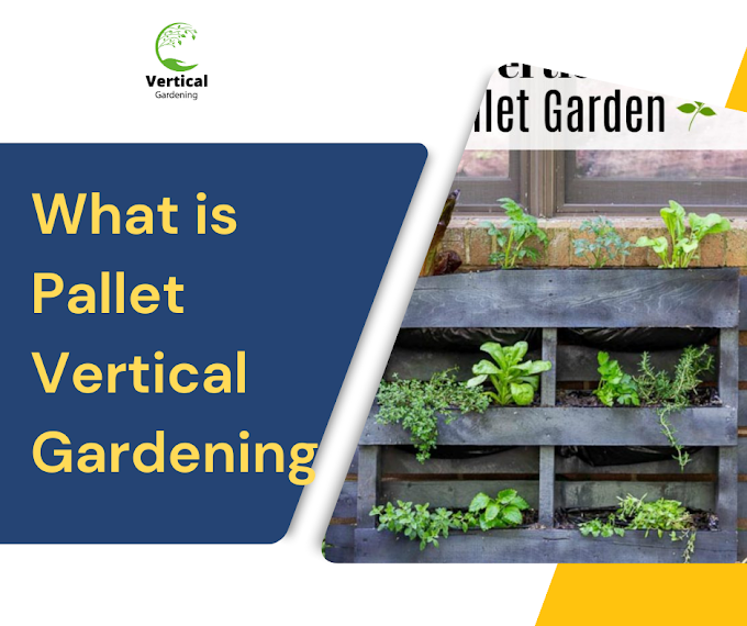 What is Pallet Vertical Gardening| Step by Step Guidelines