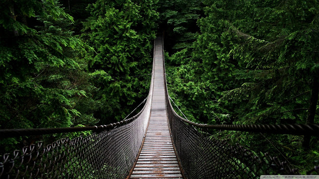 wooden bridge, jungle, wallpapers