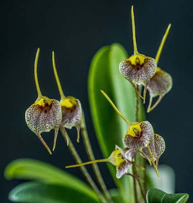 Масдеваллия обильноцветущая (Masdevallia floribunda)