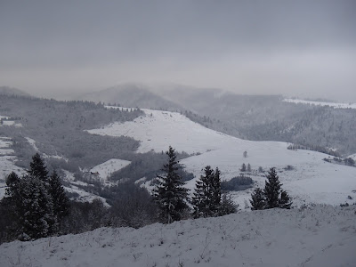 Pieniny, Jarmuta, grzyby 2018, grzyby zimowe, grzybobranie w zimie, uszaki bzowe